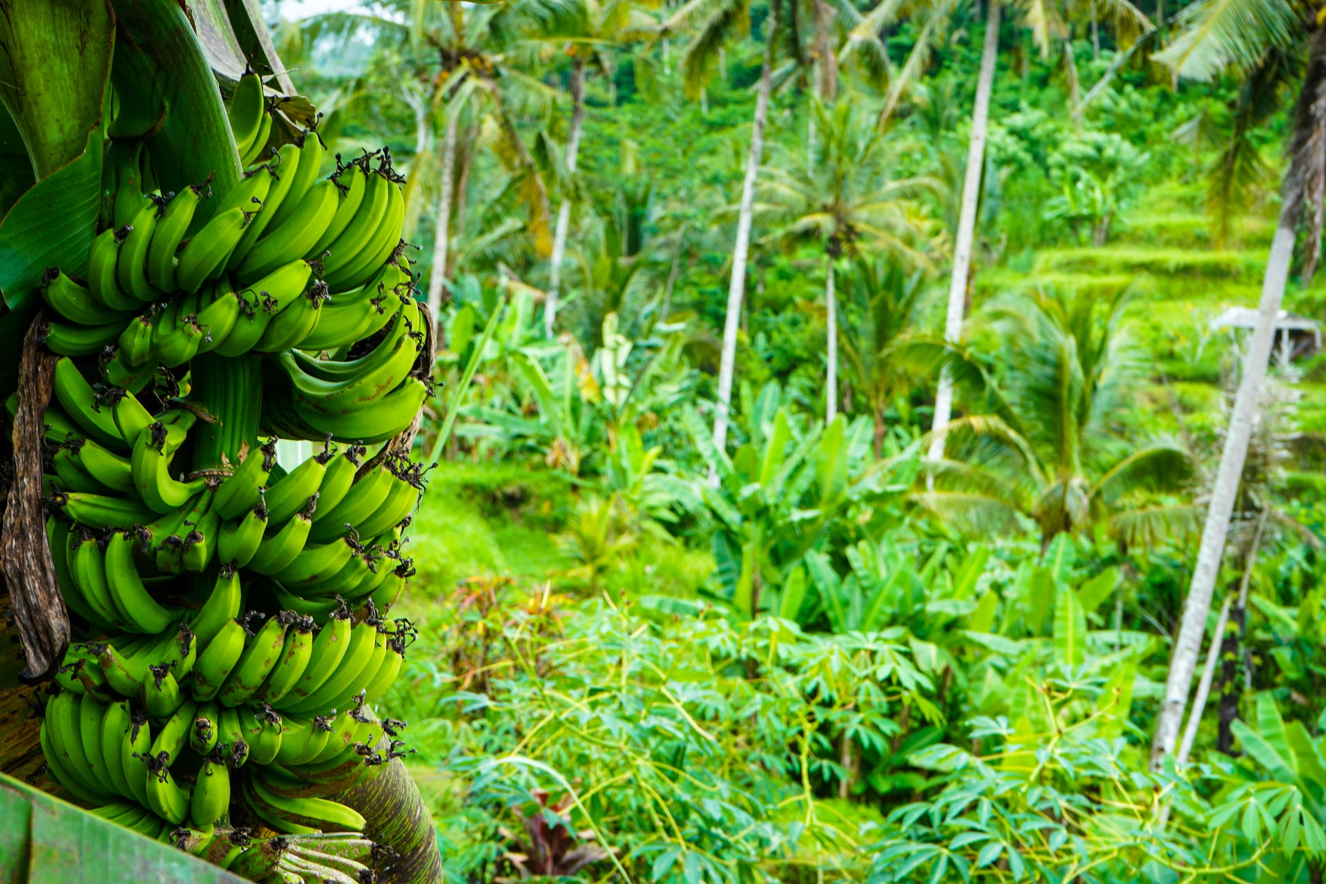 green banana fruit on green leaves